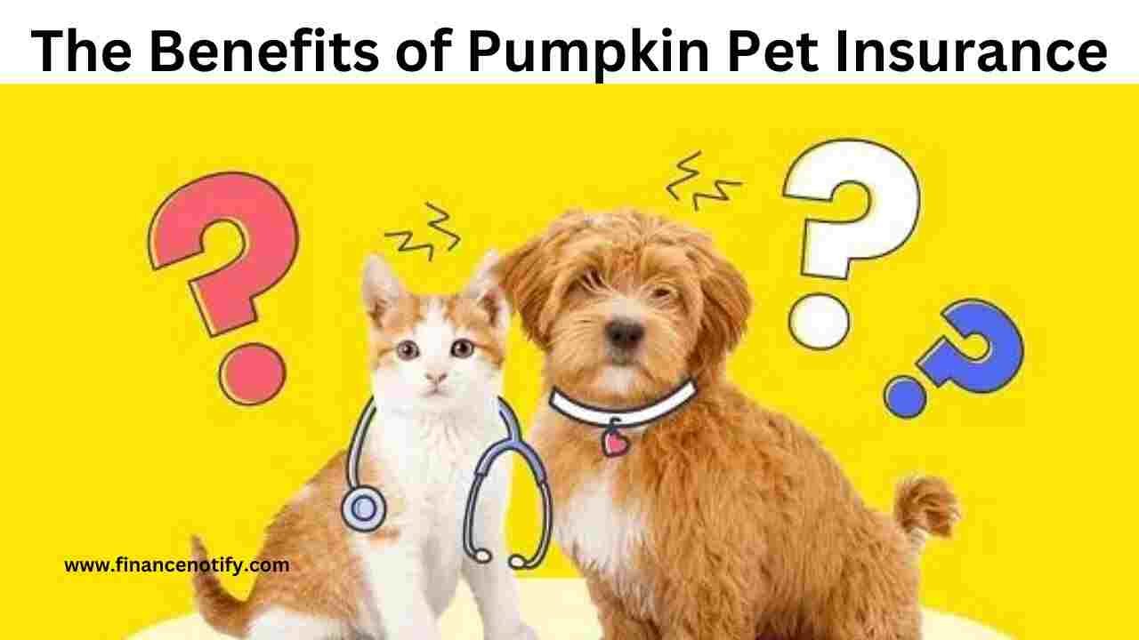 The Benefits of Pumpkin Pet Insurance